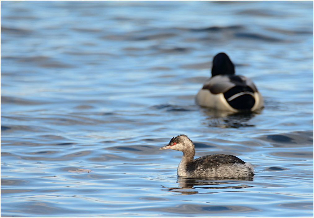  Ohrentaucher (Podiceps auritus)