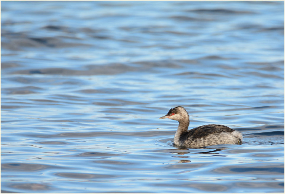  Ohrentaucher (Podiceps auritus)