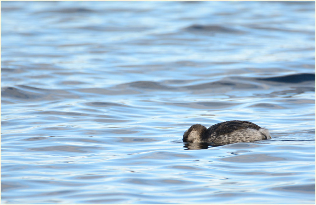  Ohrentaucher (Podiceps auritus)
