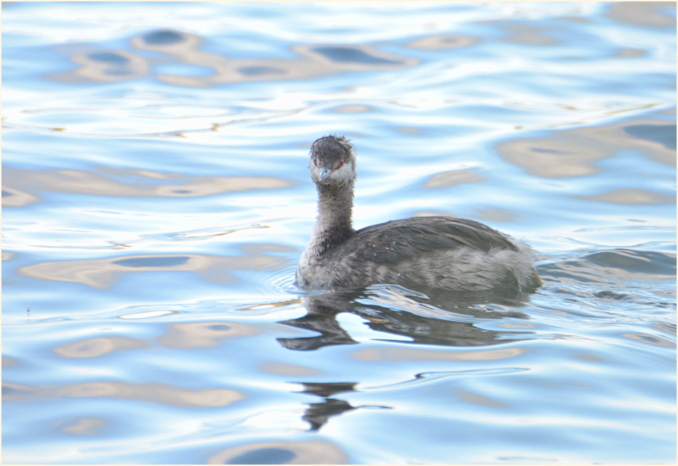  Ohrentaucher (Podiceps auritus)