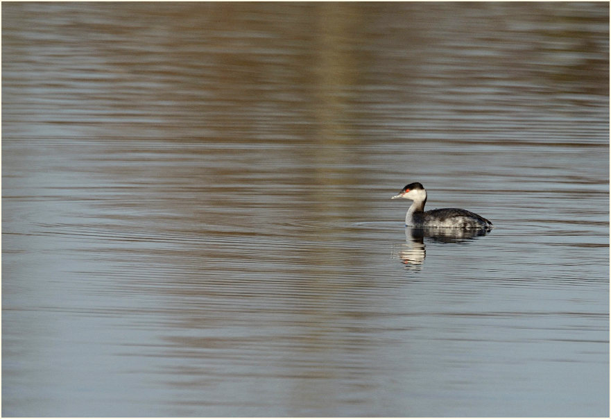  Ohrentaucher (Podiceps auritus)