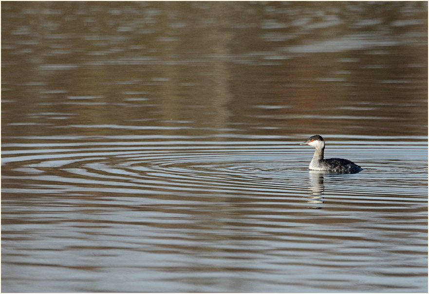 Ohrentaucher (Podiceps auritus)