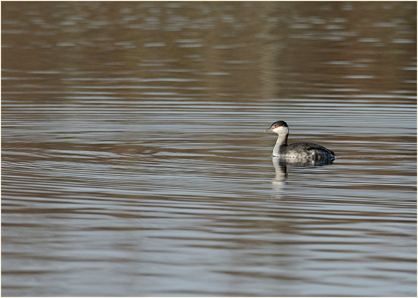  Ohrentaucher (Podiceps auritus)