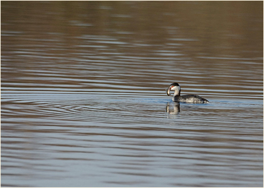  Ohrentaucher (Podiceps auritus)