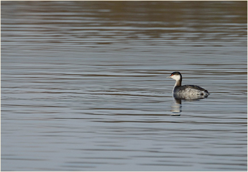  Ohrentaucher (Podiceps auritus)