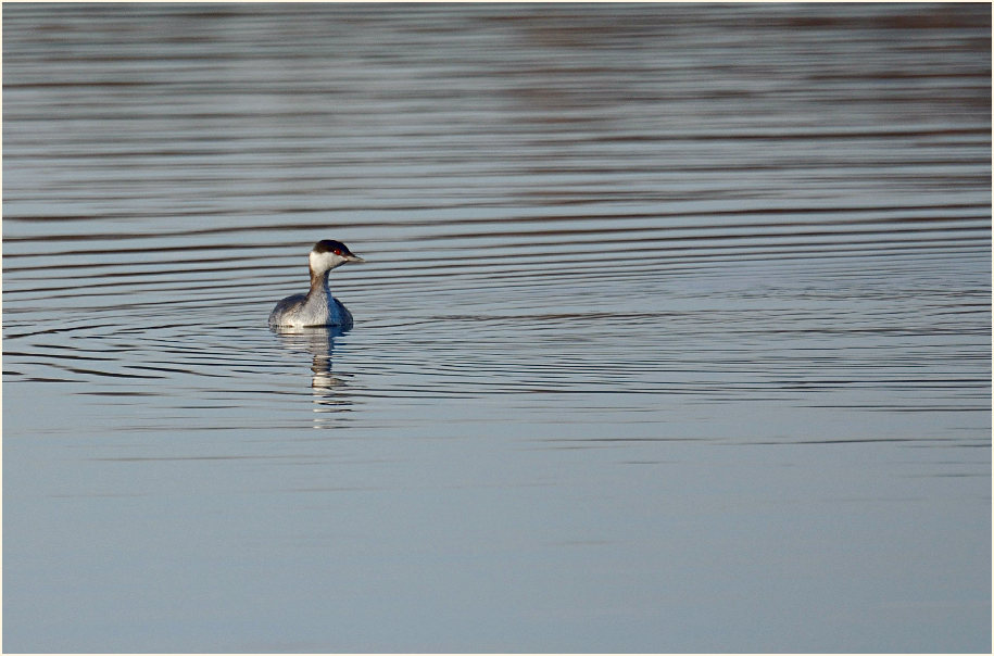  Ohrentaucher (Podiceps auritus)