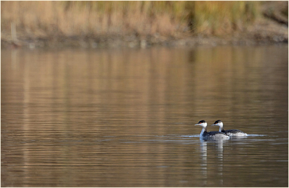  Ohrentaucher (Podiceps auritus)