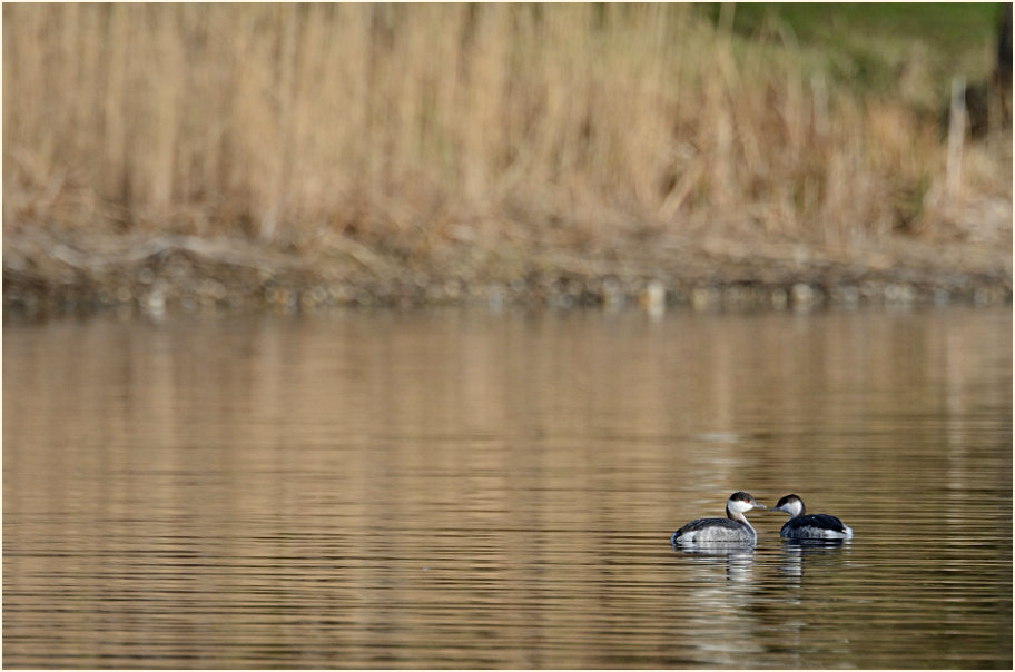  Ohrentaucher (Podiceps auritus)