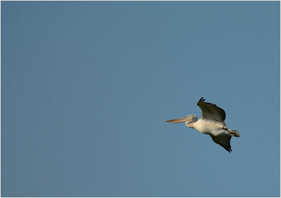 Rötelpelikan (Pelecanus rufescens)