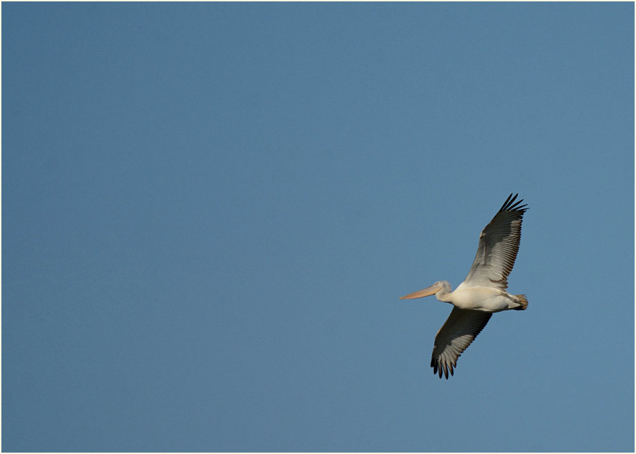 Rötelpelikan (Pelecanus rufescens)