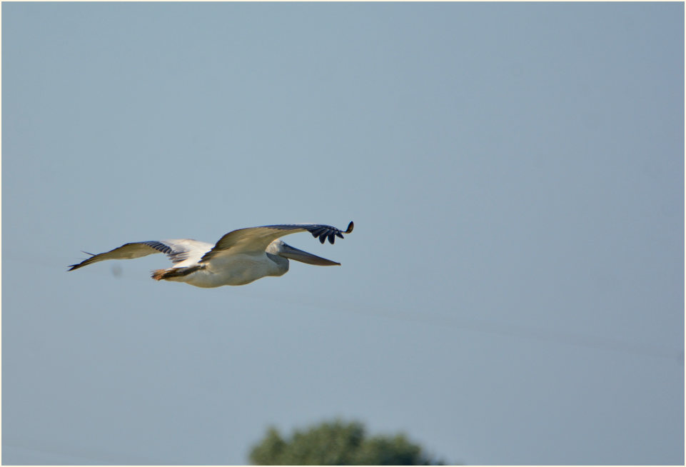 Rötelpelikan (Pelecanus rufescens)