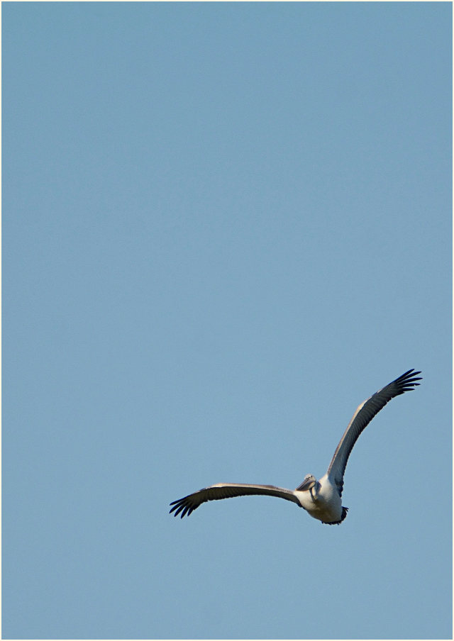 Rötelpelikan (Pelecanus rufescens)