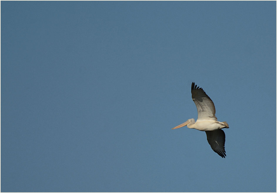 Rötelpelikan (Pelecanus rufescens)