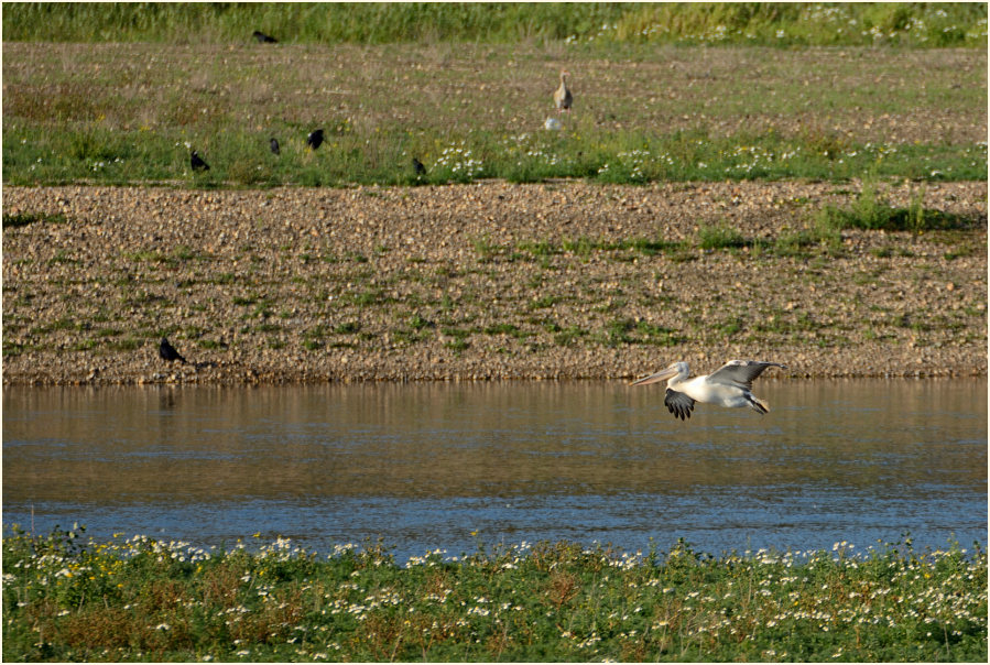 Rötelpelikan (Pelecanus rufescens)