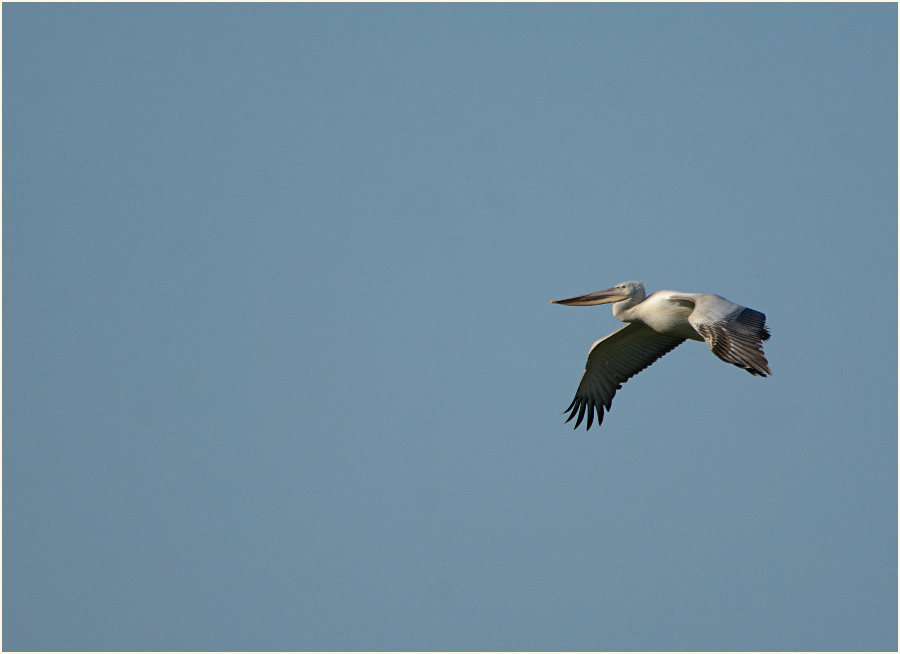 Rötelpelikan (Pelecanus rufescens)