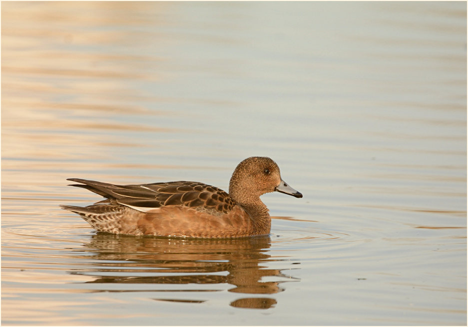 Pfeifente (Anas penelope)