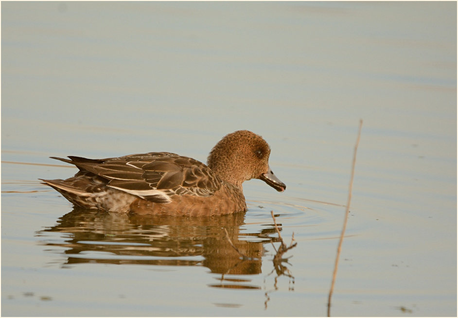 Pfeifente (Anas penelope)