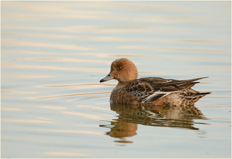 Pfeifente (Anas penelope)