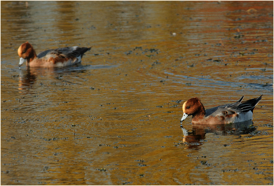 Pfeifente (Anas penelope)