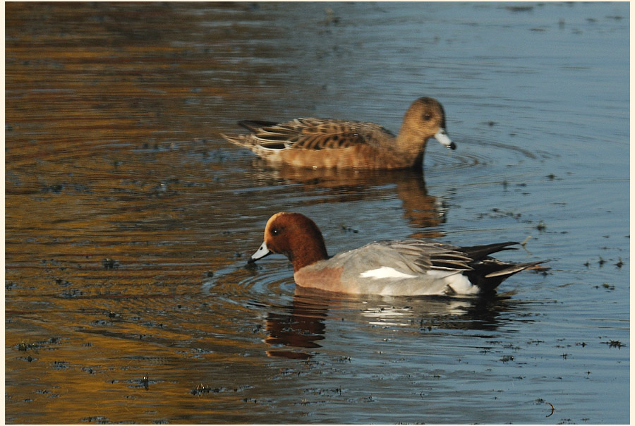 Pfeifente (Anas penelope)