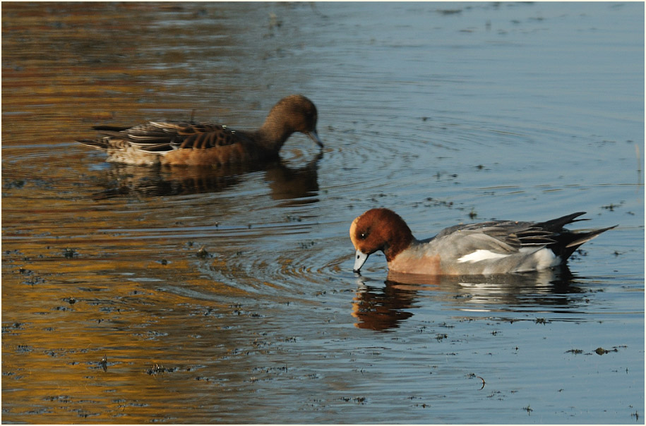 Pfeifente (Anas penelope)