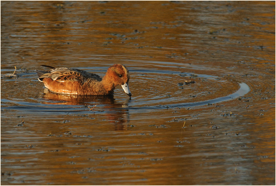 Pfeifente (Anas penelope)