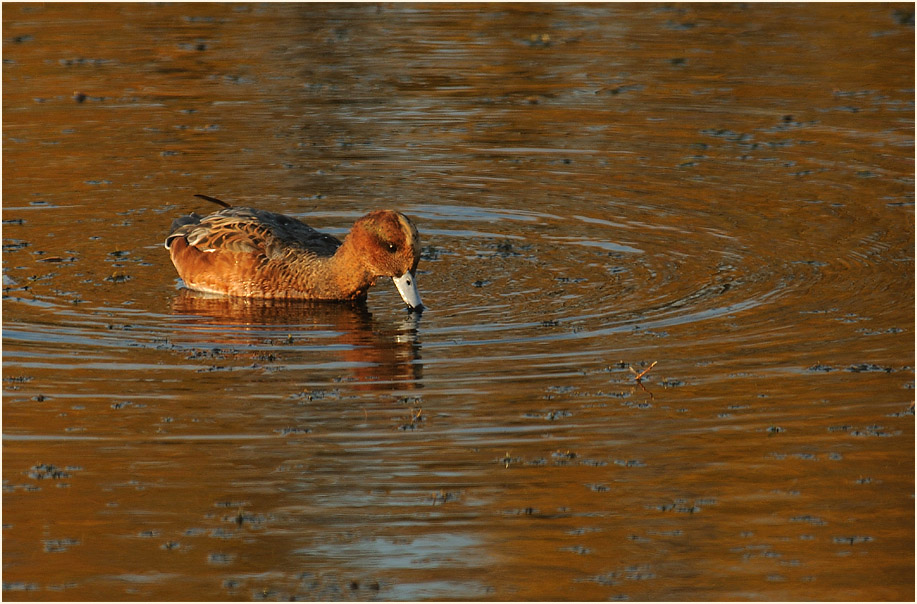 Pfeifente (Anas penelope)