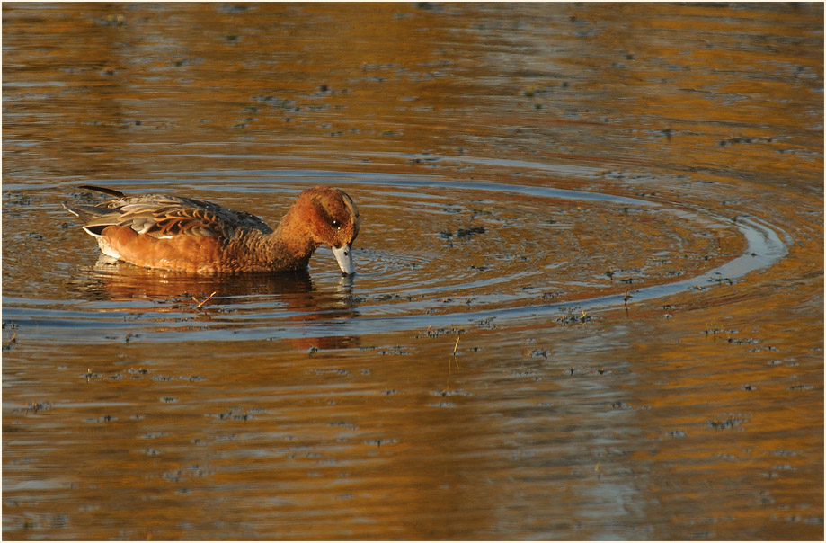 Pfeifente (Anas penelope)