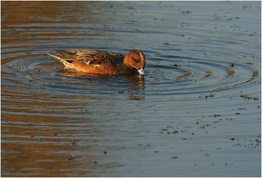 Pfeifente (Anas penelope)