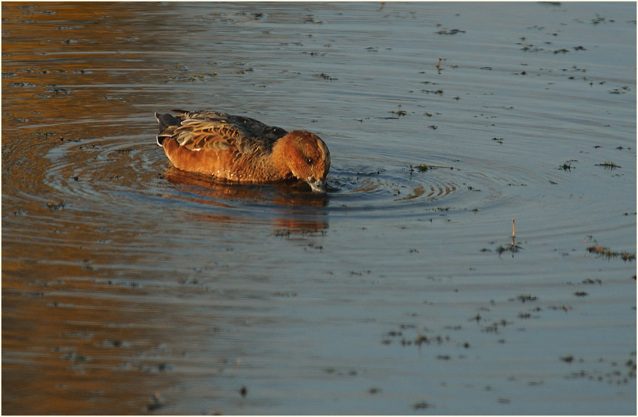 Pfeifente (Anas penelope)