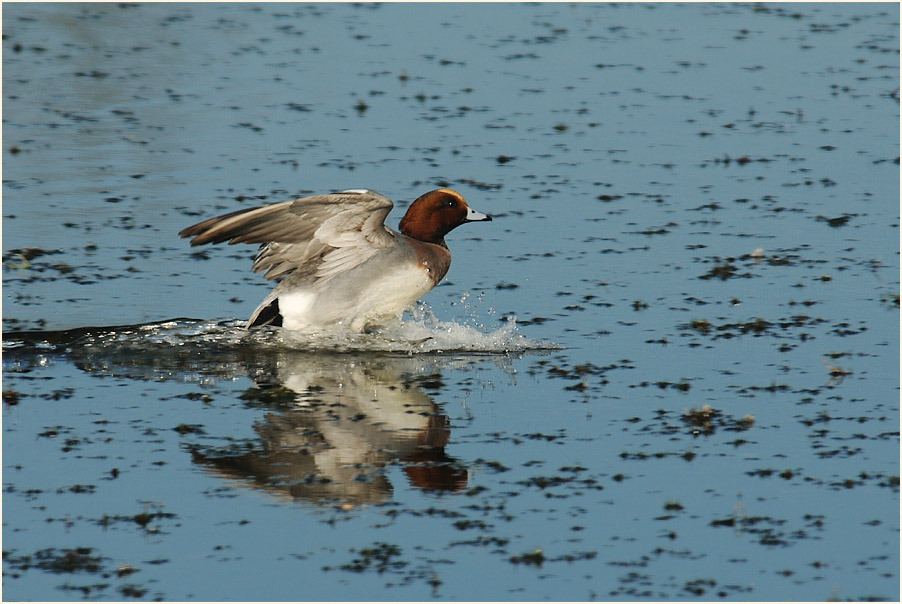 Pfeifente (Anas penelope)