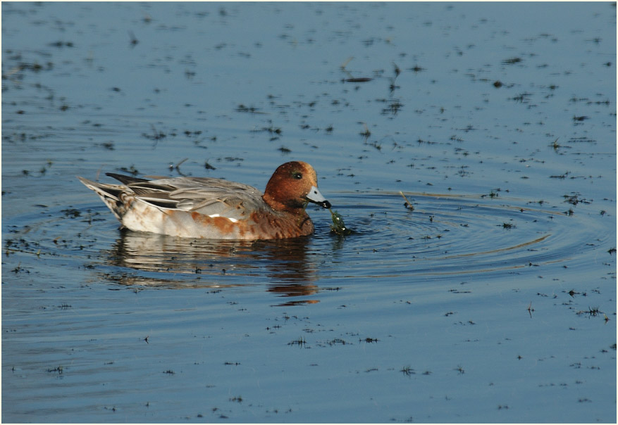 Pfeifente (Anas penelope)