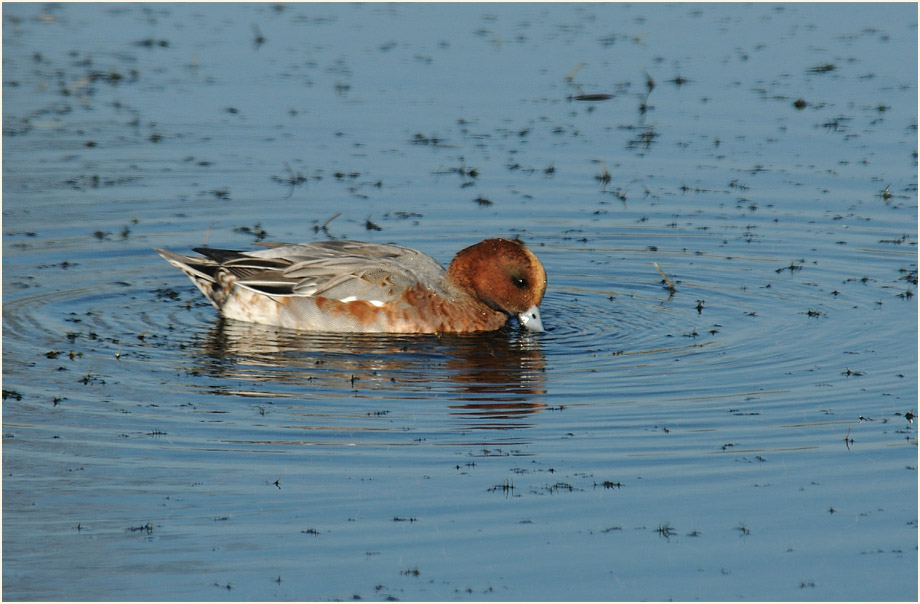 Pfeifente (Anas penelope)