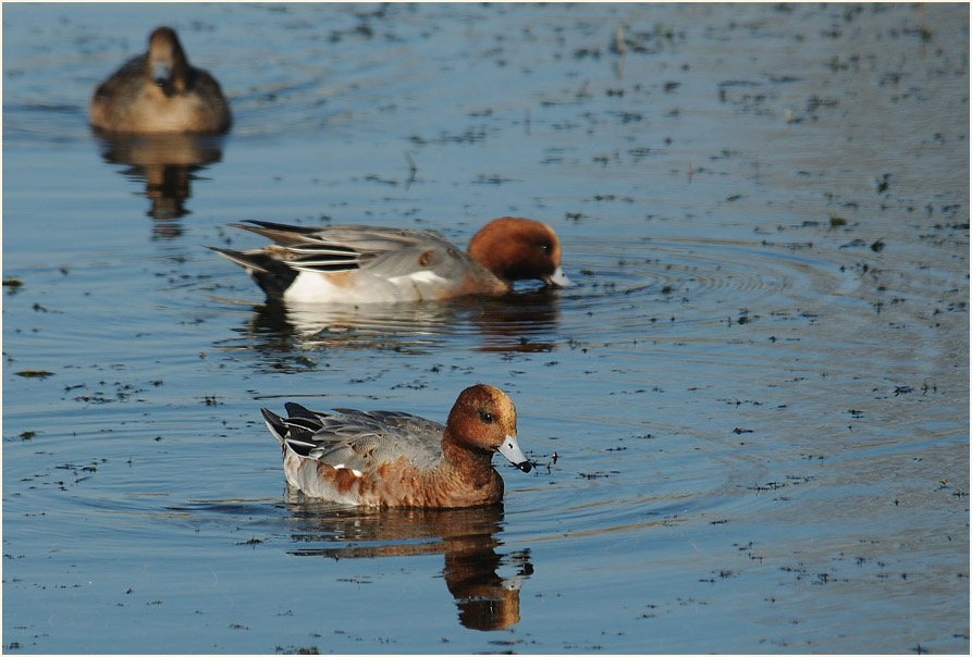 Pfeifente (Anas penelope)