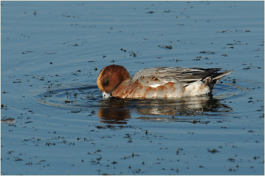 Pfeifente (Anas penelope)