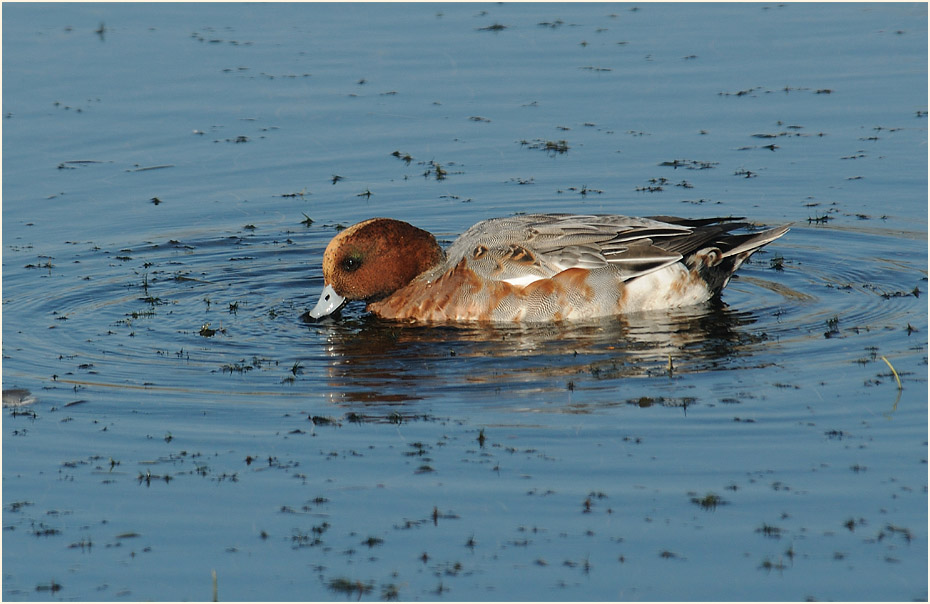 Pfeifente (Anas penelope)