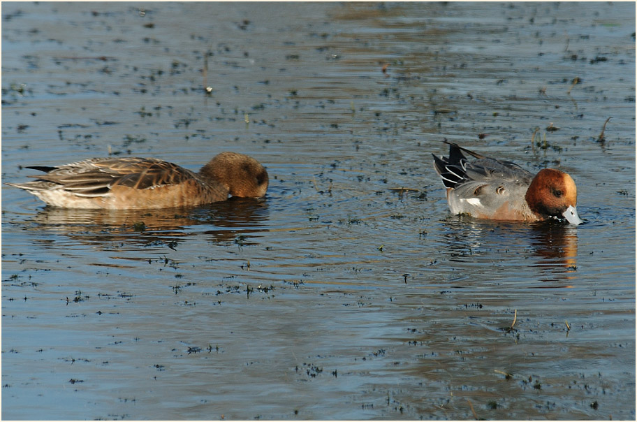 Pfeifente (Anas penelope)