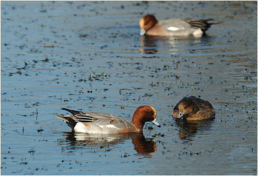 Pfeifente (Anas penelope)