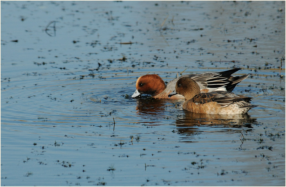 Pfeifente (Anas penelope)