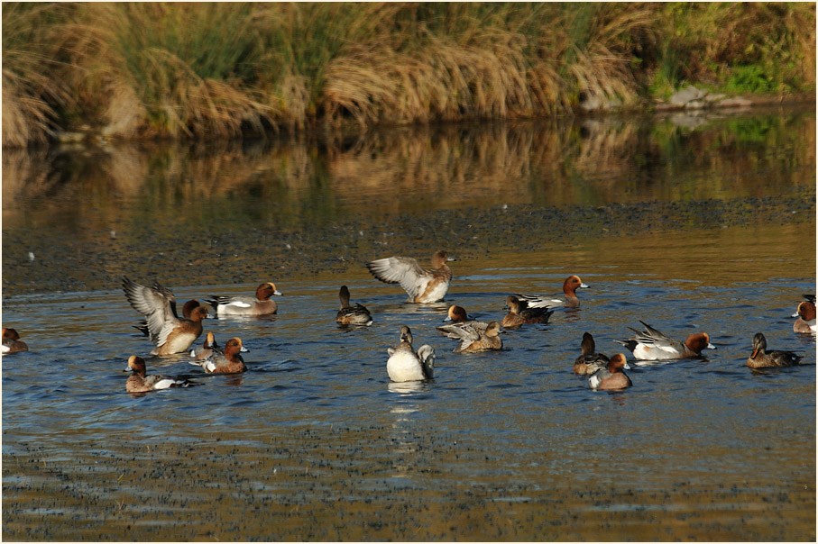 Pfeifente (Anas penelope)