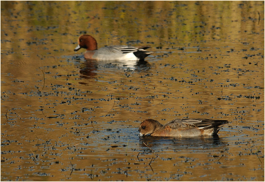 Pfeifente (Anas penelope)