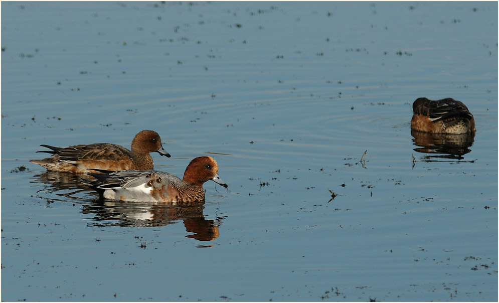 Pfeifente (Anas penelope)