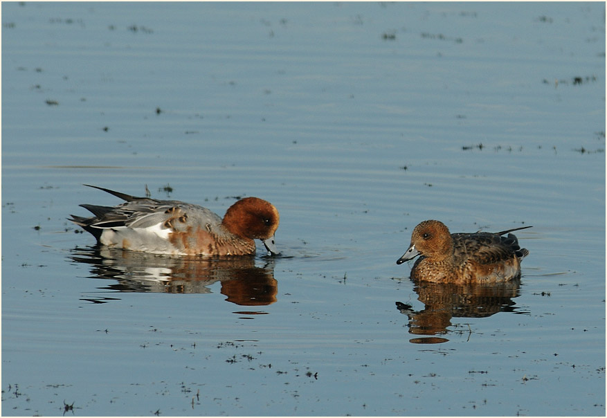 Pfeifente (Anas penelope)