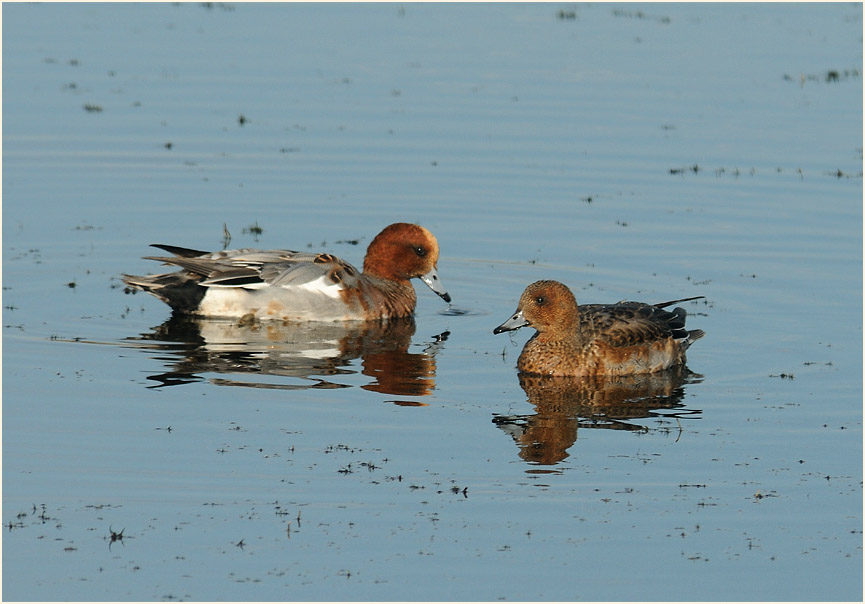 Pfeifente (Anas penelope)