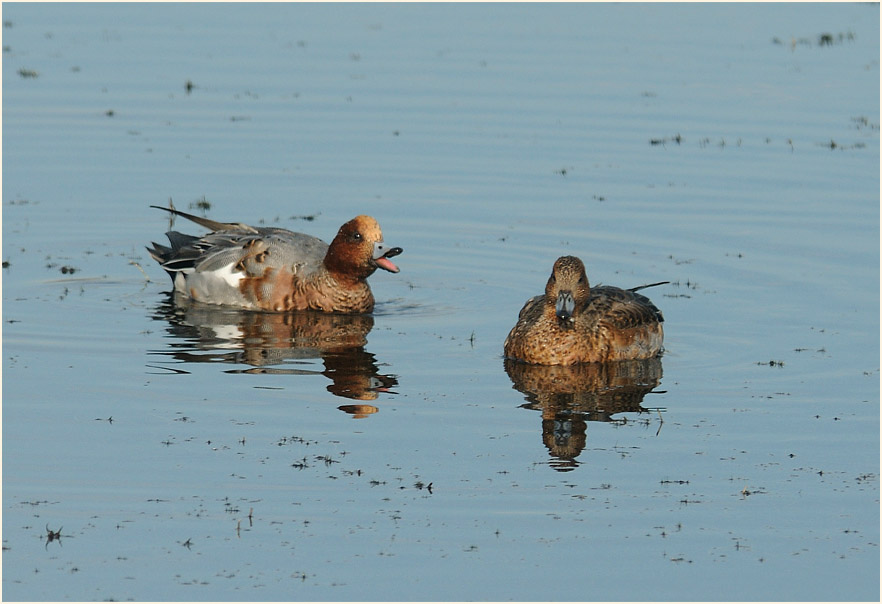 Pfeifente (Anas penelope)