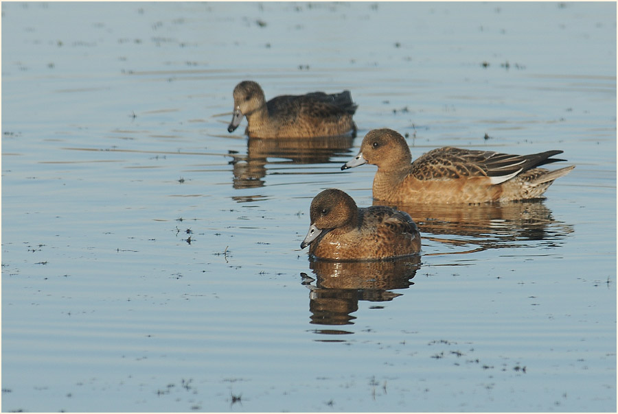 Pfeifente (Anas penelope)