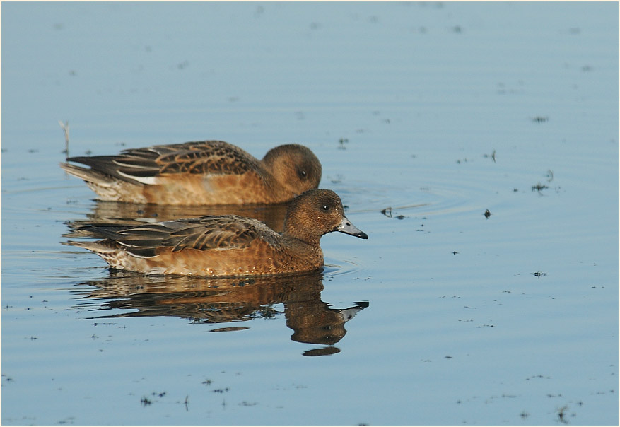 Pfeifente (Anas penelope)