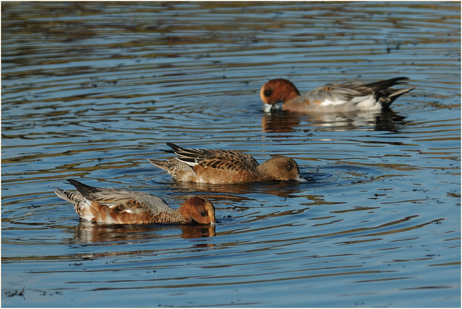 Pfeifente (Anas penelope)