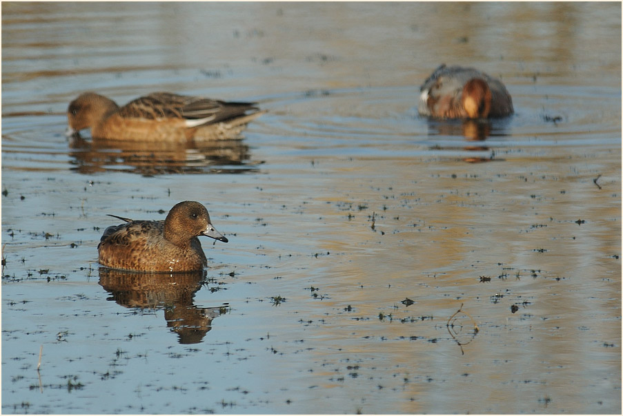 Pfeifente (Anas penelope)