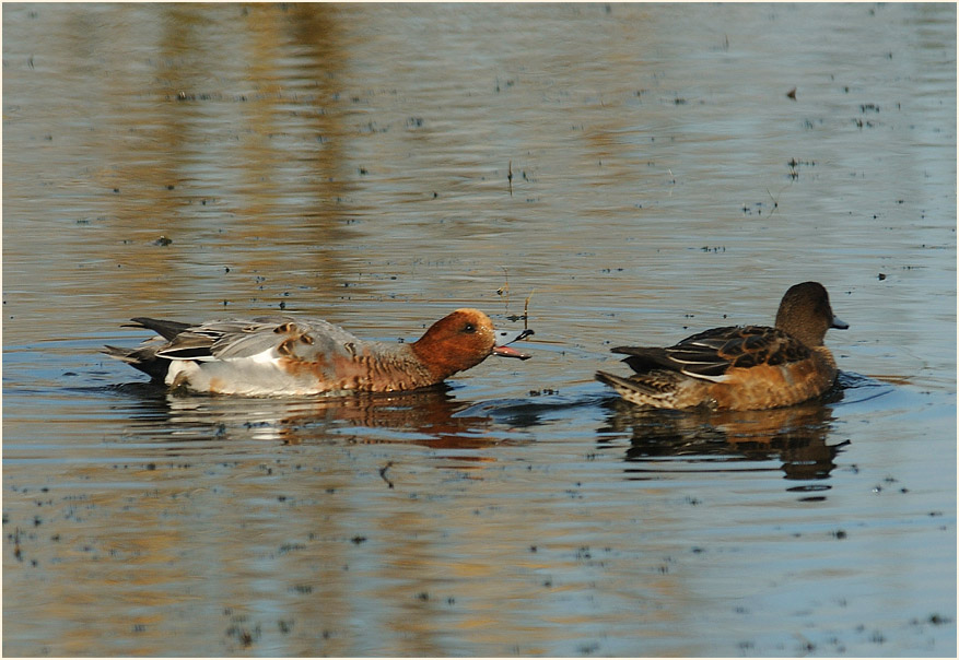 Pfeifente (Anas penelope)